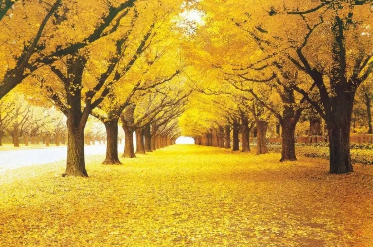 https://allseasons.shoman.net/uploads/products/t/s-p-905-p-4181.jpg